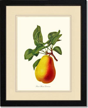 Pear, Henri Decaisne