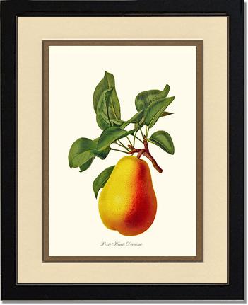 Pear, Henri Decaisne | Vintage Redouté's Fruit Wall art print