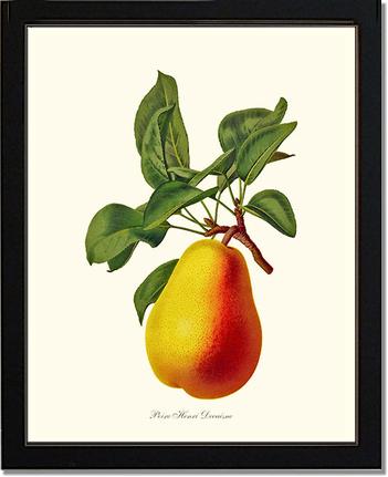 Pear, Henri Decaisne | Vintage Redouté's Fruit Art Print