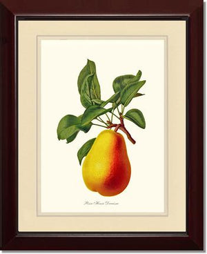 Pear, Henri Decaisne