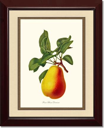 Pear, Henri Decaisne | Vintage Redouté's Fruit Wall art print