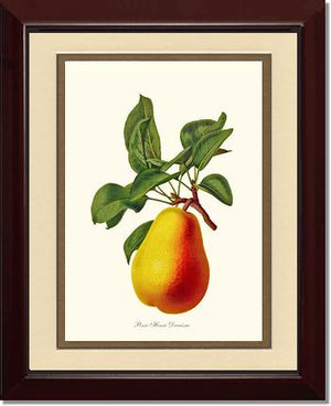 Pear, Henri Decaisne