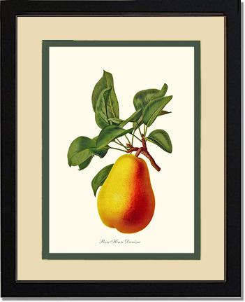 Pear, Henri Decaisne | Vintage Redouté's Fruit Wall art print