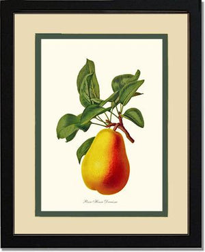 Pear, Henri Decaisne
