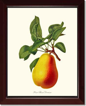 Pear, Henri Decaisne