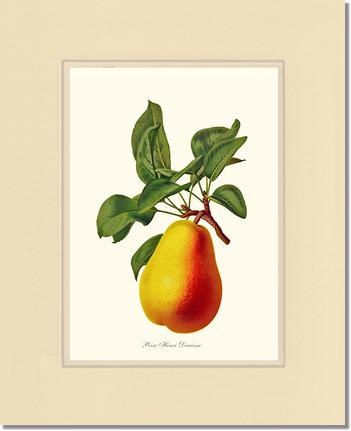Pear, Henri Decaisne | Vintage Redouté's Fruit Wall art print
