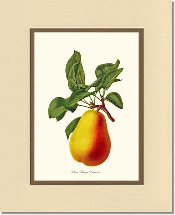 Pear, Henri Decaisne | Vintage Redouté's Fruit Wall art print
