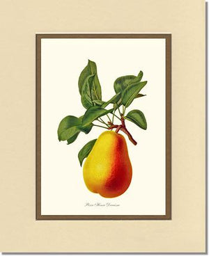 Pear, Henri Decaisne