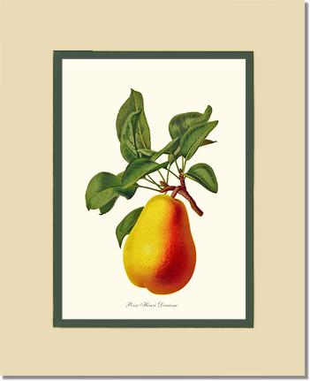 Pear, Henri Decaisne | Vintage Redouté's Fruit Wall art print