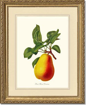 Pear, Henri Decaisne