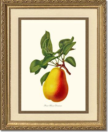 Pear, Henri Decaisne | Vintage Redouté's Fruit Wall art print