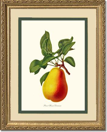 Pear, Henri Decaisne | Vintage Redouté's Fruit Wall art print