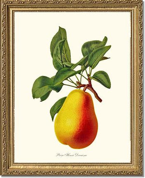 Pear, Henri Decaisne