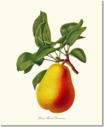 Pear, Henri Decaisne | Vintage Redouté's Fruit Wall art print