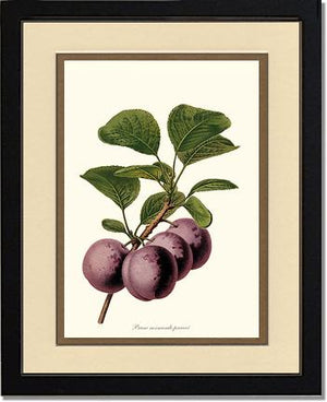 Plums, Normande Precoce