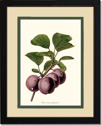 Plums, Normande Precoce | Vintage Redouté's Fruit Wall art print