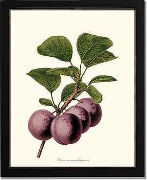 Plums, Normande Precoce