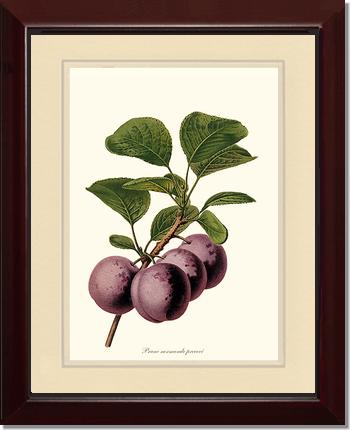 Plums, Normande Precoce | Vintage Redouté's Fruit Wall art print