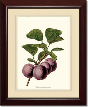 Plums, Normande Precoce