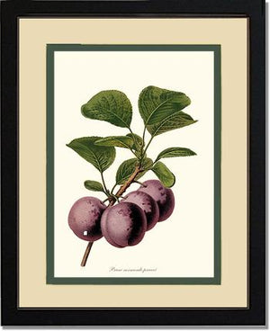 Plums, Normande Precoce