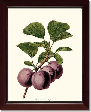 Plums, Normande Precoce