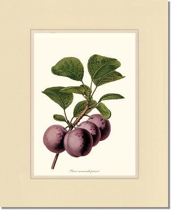 Plums, Normande Precoce | Vintage Redouté's Fruit Wall art print