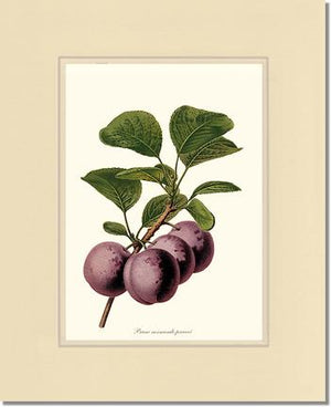 Plums, Normande Precoce