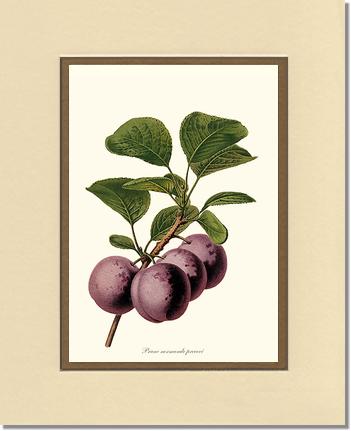 Plums, Normande Precoce | Vintage Redouté's Fruit Wall art print