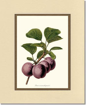 Plums, Normande Precoce