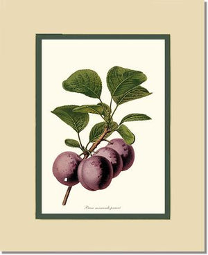 Plums, Normande Precoce