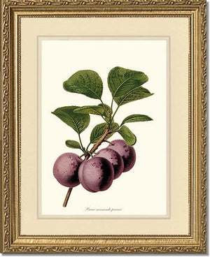 Plums, Normande Precoce