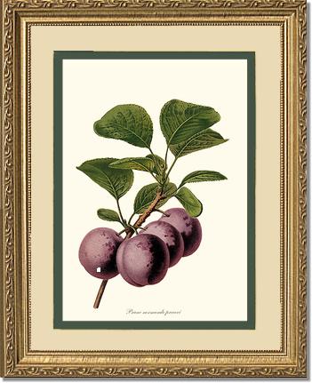 Plums, Normande Precoce | Vintage Redouté's Fruit Wall art print