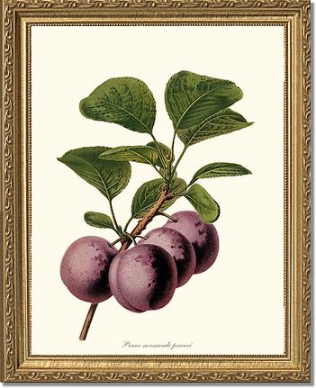 Plums, Normande Precoce | Vintage Redouté's Fruit Wall art print