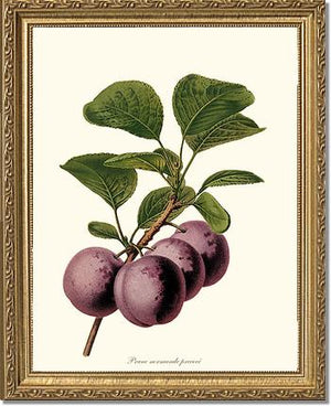 Plums, Normande Precoce