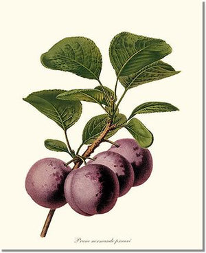 Plums, Normande Precoce