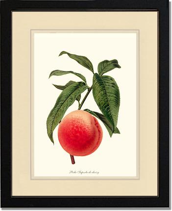Peach, Superb de Choisy | Vintage Redouté's Fruit Art Print