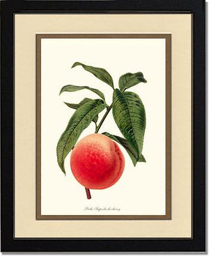 Peach, Superb de Choisy