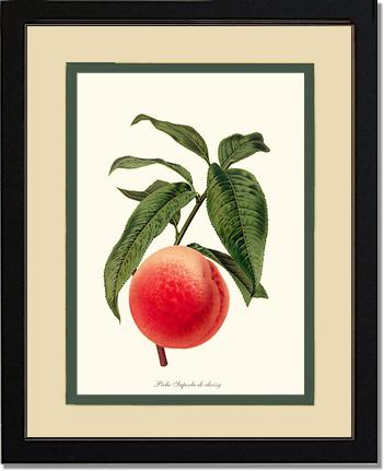 Peach, Superb de Choisy | Vintage Redouté's Fruit Art Print