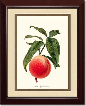 Peach, Superb de Choisy