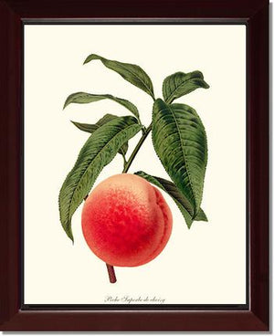 Peach, Superb de Choisy