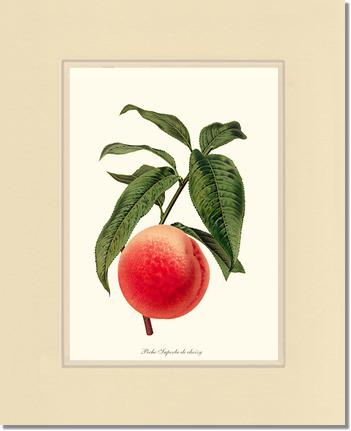 Peach, Superb de Choisy | Vintage Redouté's Fruit Art Print