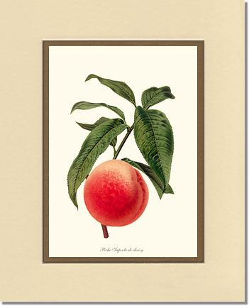 Peach, Superb de Choisy | Vintage Redouté's Fruit Art Print