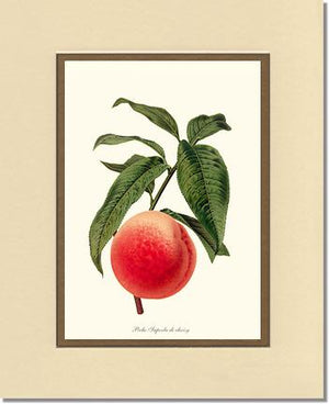 Peach, Superb de Choisy