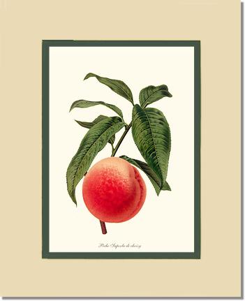 Peach, Superb de Choisy | Vintage Redouté's Fruit Art Print