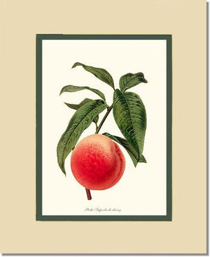 Peach, Superb de Choisy