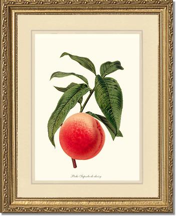 Peach, Superb de Choisy | Vintage Redouté's Fruit Art Print