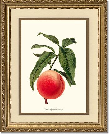 Peach, Superb de Choisy | Vintage Redouté's Fruit Art Print