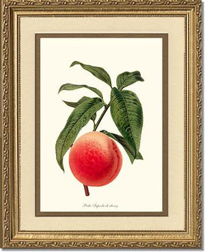 Peach, Superb de Choisy