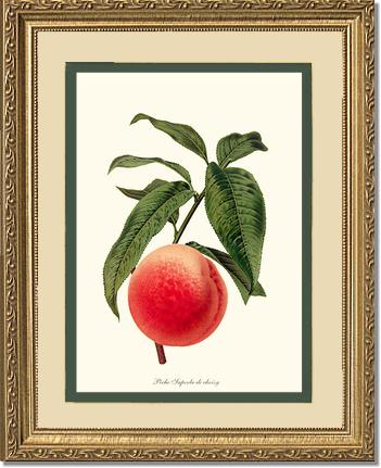 Peach, Superb de Choisy | Vintage Redouté's Fruit Art Print