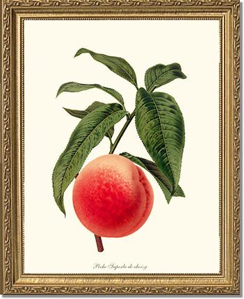 Peach, Superb de Choisy | Vintage Redouté's Fruit Art Print